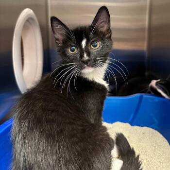 Rihanna -  Domestic Short Hair Cat for Adoption in Keizer, Oregon - Rihanna | PetCurious