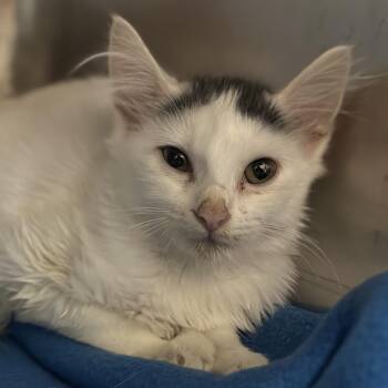 Scarecrow -  Domestic Medium Hair Cat for Adoption in Matteson, Illinois - Scarecrow | PetCurious