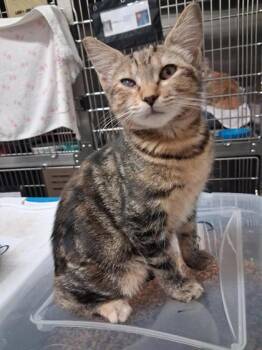 Brandi -  Domestic Short Hair Cat for Adoption in Clinton, Missouri - Brandi | PetCurious