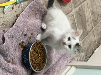 Lady Jayne -  Domestic Short Hair Cat for Adoption in Fruit Heights, Utah - Lady Jayne | PetCurious