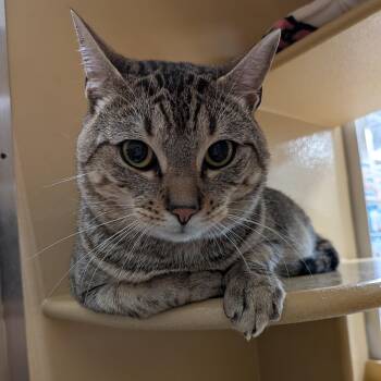 Domestic Short Hair Cats Available for Adoption in Worcester, Massachusetts - Moe | PetCurious