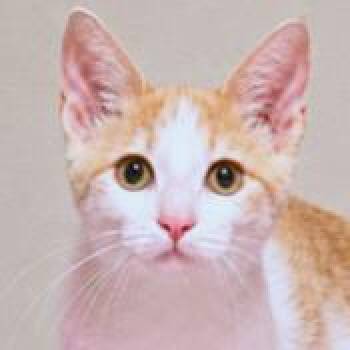 CUDDLY CREMA -  Turkish Van Cat for Adoption in Oakwood, Georgia - CUDDLY CREMA | PetCurious