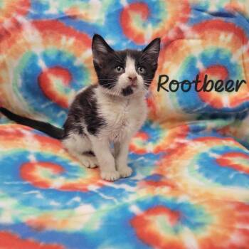Rootbeer -  Domestic Short Hair Cat for Adoption in Parkersburg, West Virginia - Rootbeer | PetCurious