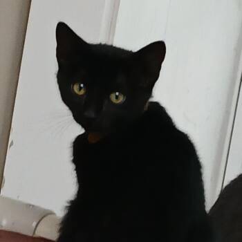 Tonx -  Domestic Short Hair Cat for Adoption in Blue Ridge, Georgia - Tonx | PetCurious