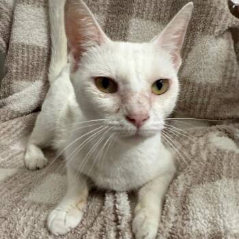 Sunfyre -  Domestic Short Hair Cat for Adoption in Brea, California - Sunfyre | PetCurious