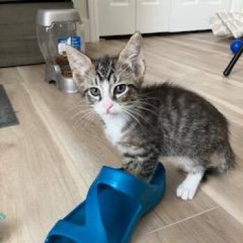 Miny -  Domestic Short Hair Cat Available for Adoption in Lake Panasoffkee, Florida - Miny | PetCurious