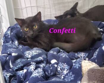 Rescue Domestic Short Hair Cats for Adoption in Diamond Springs, California - Confetti (Toodles) | PetCurious