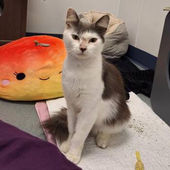 Turbo -  Domestic Long Hair Cat for Adoption in West Palm Beach, Florida - Turbo | PetCurious