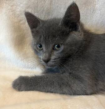 Ac Unit K4 Thermostat -  Domestic Short Hair Cat for Adoption in Sherwood, Oregon - Ac Unit K4 Thermostat | PetCurious