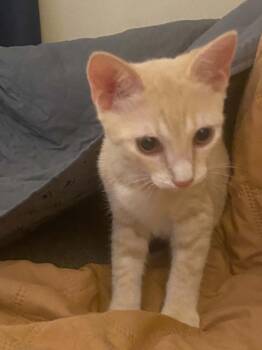 Kirby -  Domestic Short Hair Cat for Adoption in West Mifflin, Pennsylvania - Kirby | PetCurious