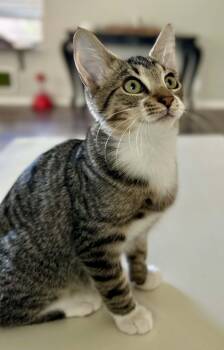 Teddy Bear -  Domestic Short Hair Cat for Adoption in Youngtown, Arizona - Teddy Bear | PetCurious