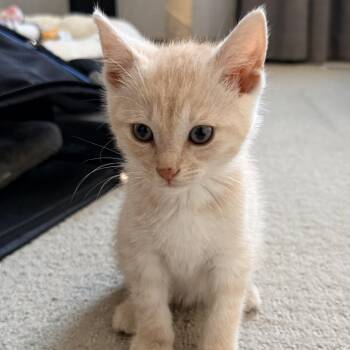 London -  Domestic Short Hair Cat for Adoption in Ferndale, Michigan - London | PetCurious