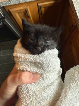 Rescue Domestic Short Hair Cats for Adoption in Oak Park, Michigan - Fezzik | PetCurious