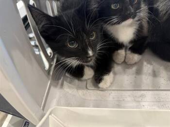 LIZZY -  Domestic Short Hair Cat for Adoption in Rowlett, Texas - LIZZY | PetCurious