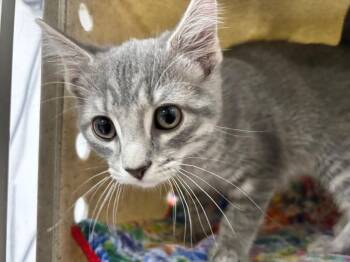 Rowan -  Domestic Short Hair and Tabby Cat for Adoption in Powell, Ohio - Rowan | PetCurious