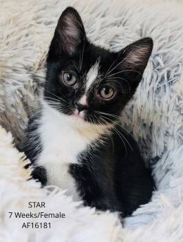 Star -  Domestic Short Hair Cat for Adoption - Star | PetCurious
