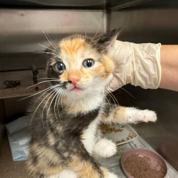 Amy -  Domestic Short Hair Cat Available for Adoption in Abilene, Texas - Amy | PetCurious