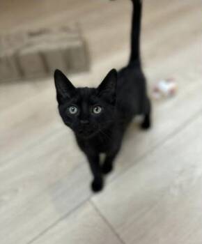 Crow -  Domestic Short Hair Cat for Adoption in Eugene, Oregon - Crow | PetCurious