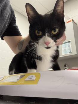 MITTENS -  Domestic Short Hair Cat for Adoption in Indianapolis, Indiana - MITTENS | PetCurious