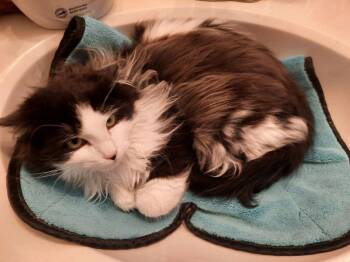 Domestic Medium Hair Cats Available for Adoption - Herschel | PetCurious