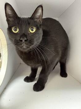 Domestic Short Hair Cats Available for Adoption in Bolivar, Missouri - Izzy | PetCurious