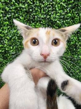 Ella $50 -  Domestic Short Hair Cat for Adoption in Seneca, South Carolina - Ella $50 | PetCurious