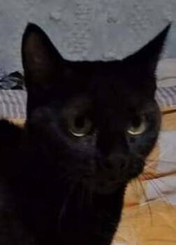 Domestic Short Hair Cats Available for Adoption - The Morrigan | PetCurious