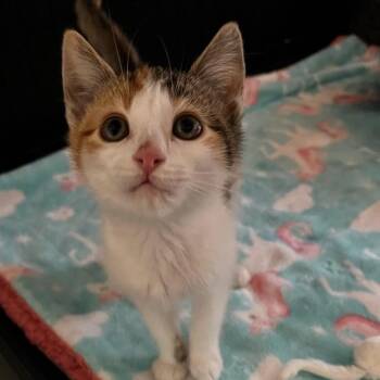 Liebchen -  Domestic Short Hair Cat for Adoption in Westminster, California - Liebchen | PetCurious