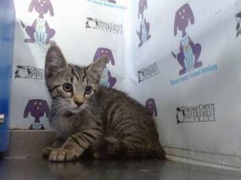 BRUNO -  Domestic Short Hair Cat for Adoption in Orlando, Florida - BRUNO | PetCurious