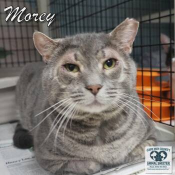 Morey -  Domestic Short Hair Cat for Adoption in Middle Township, New Jersey - Morey | PetCurious