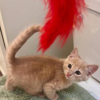 Domestic Short Hair Cats Available for Adoption in League City, Texas - Oatie | PetCurious