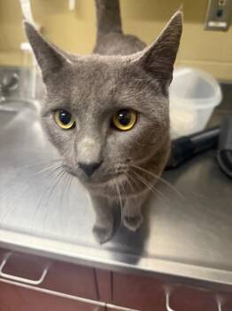 Domestic Short Hair Cats Available for Adoption - PPCR Richards TNR | PetCurious