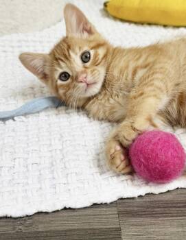 Tabby Cats Available for Adoption in Alameda, California - Pumpkin | PetCurious