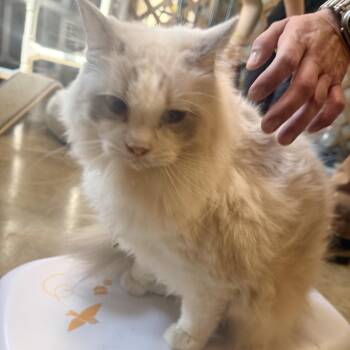 Skiddy -  Ragdoll Cat for Adoption in Corinth, Mississippi - Skiddy | PetCurious