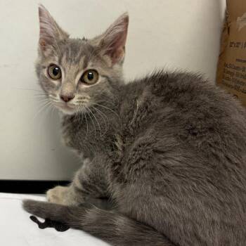 Foxy -  Domestic Short Hair Cat for Adoption in Nashville, Tennessee - Foxy | PetCurious