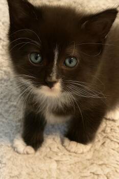 Rescue Domestic Long Hair Cats for Adoption in San Saba, Texas - Boots | PetCurious