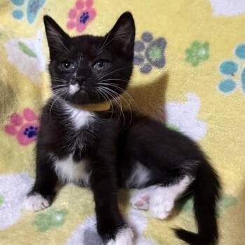 Domestic Short Hair Cats Available for Adoption in Spokane, Washington - Zara | PetCurious