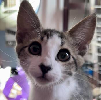Bolt -  Tabby Cat for Adoption in Greenfield, California - Bolt | PetCurious