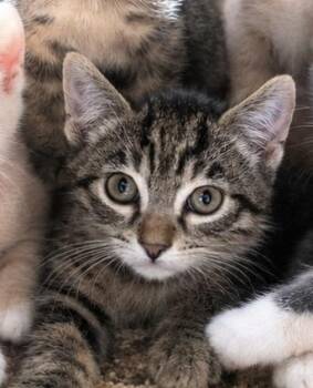 Polenta -  Domestic Short Hair Cat for Adoption in Mission Viejo, California - Polenta | PetCurious