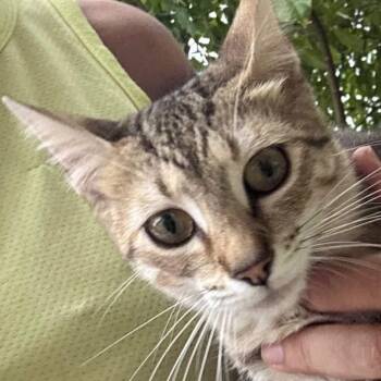GRETCHEN (out of town) -  Domestic Short Hair Cat for Adoption in New York, New York - GRETCHEN (out Of Town) | PetCurious