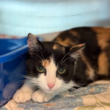 Rescue Domestic Short Hair Cats for Adoption in Los Angeles, California - Belladonna | PetCurious