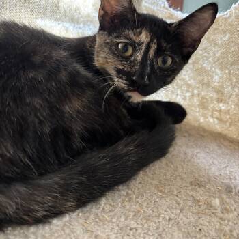 Rescue Domestic Short Hair Cats for Adoption in Norwalk, Connecticut - Luce | PetCurious
