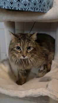 Domestic Medium Hair Cats Available for Adoption - Willow | PetCurious