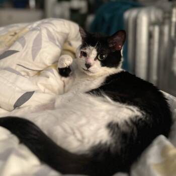 Joy -  Domestic Short Hair Cat for Adoption in Weehawken Township, New Jersey - Joy | PetCurious