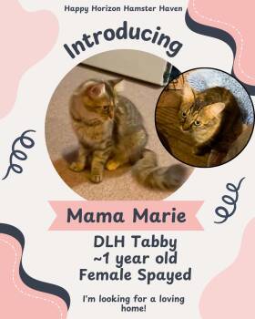 Rescue Domestic Long Hair Cats for Adoption - Mama Marie | PetCurious