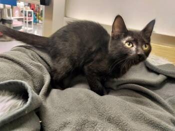 Rescue Domestic Short Hair Cats for Adoption in Parlier, California - B.C. | PetCurious