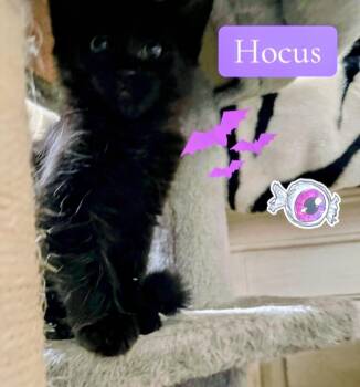 Hocus -  Domestic Medium Hair Cat for Adoption in Reno, Nevada - Hocus | PetCurious
