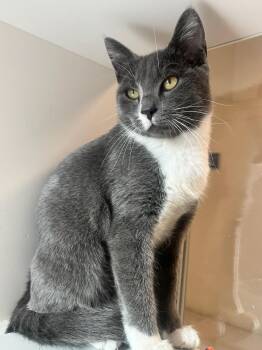 Rescue Domestic Short Hair Cats for Adoption in Manassas, Virginia - Xpo (ID 48845/3425) | PetCurious