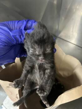 Rescue Domestic Long Hair Cats for Adoption in Dallas, Texas - HUDSON | PetCurious