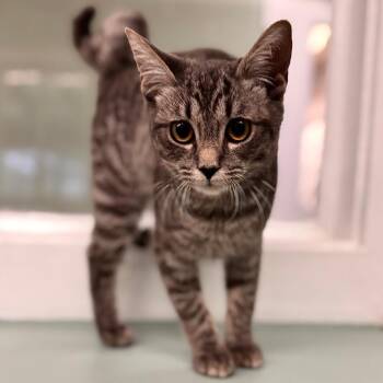 Ursa -  Domestic Short Hair Cat for Adoption in Pittsford, Vermont - Ursa | PetCurious